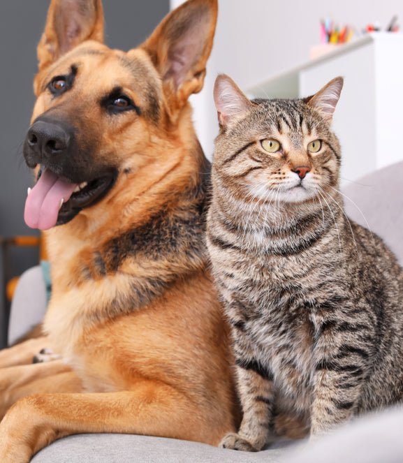 Dogs and CATS
